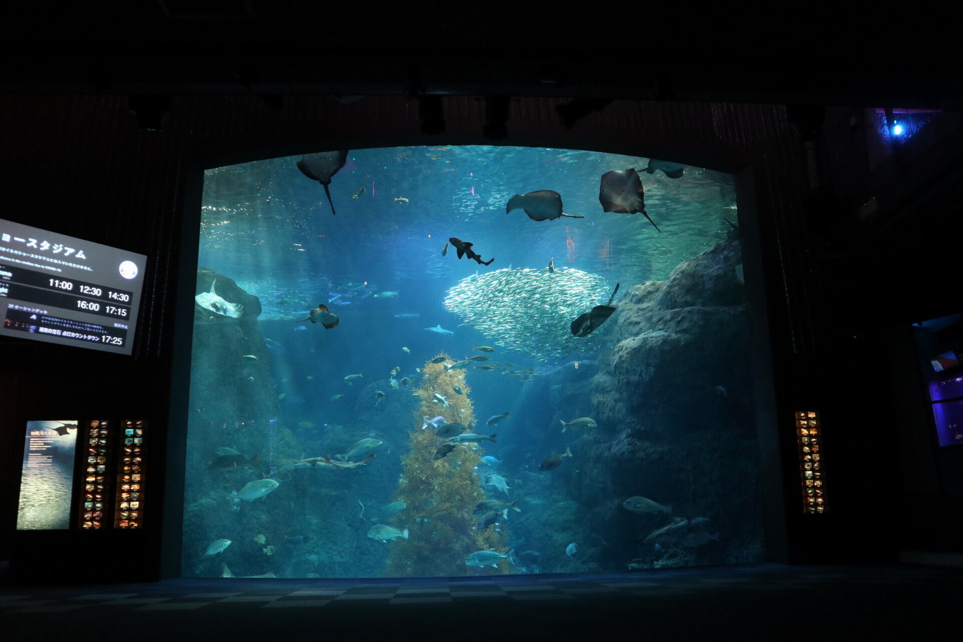 新江ノ島水族館 夕方のno密な水槽を楽しむ 休日自衛隊ライブドア基地 Jhsdf Livedoor Base
