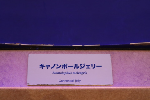 IMG_92090078