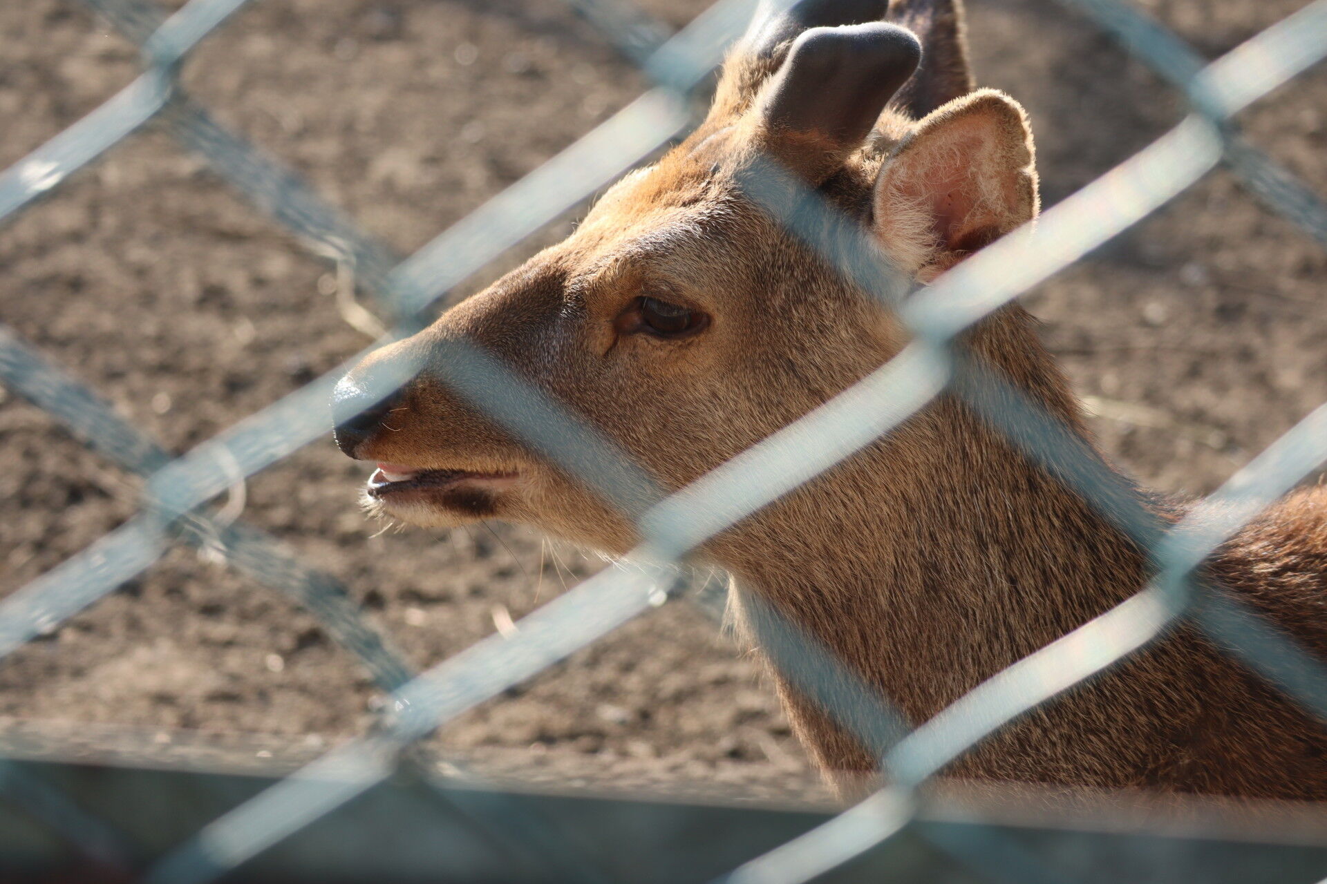 ドリーム交通廃線跡探訪記4 影取 ドリームランド 休日自衛隊ライブドア基地 Jhsdf Livedoor Base