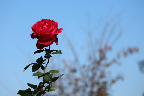 IMG_90160014