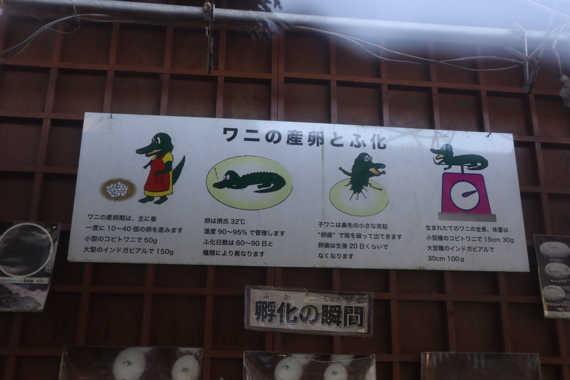 伊東温泉ゆけむり紀行3日目6 熱川バナナワニ園分園でマナティや食虫植物を眺める 休日自衛隊ライブドア基地 Jhsdf Livedoor Base