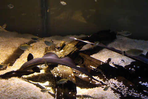 IMG_69780091
