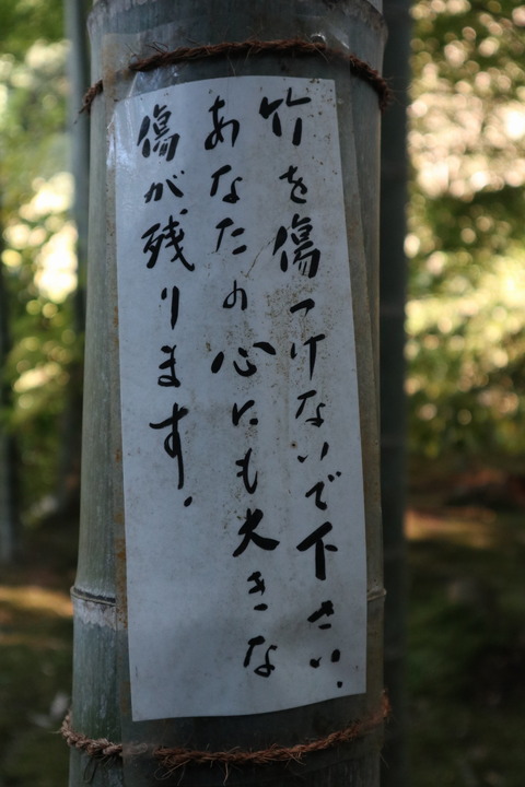 IMG_66770137