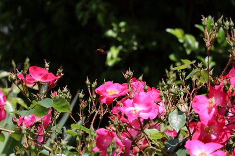 IMG_96130057