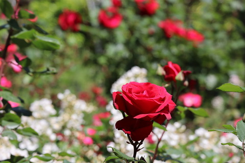 IMG_96180059