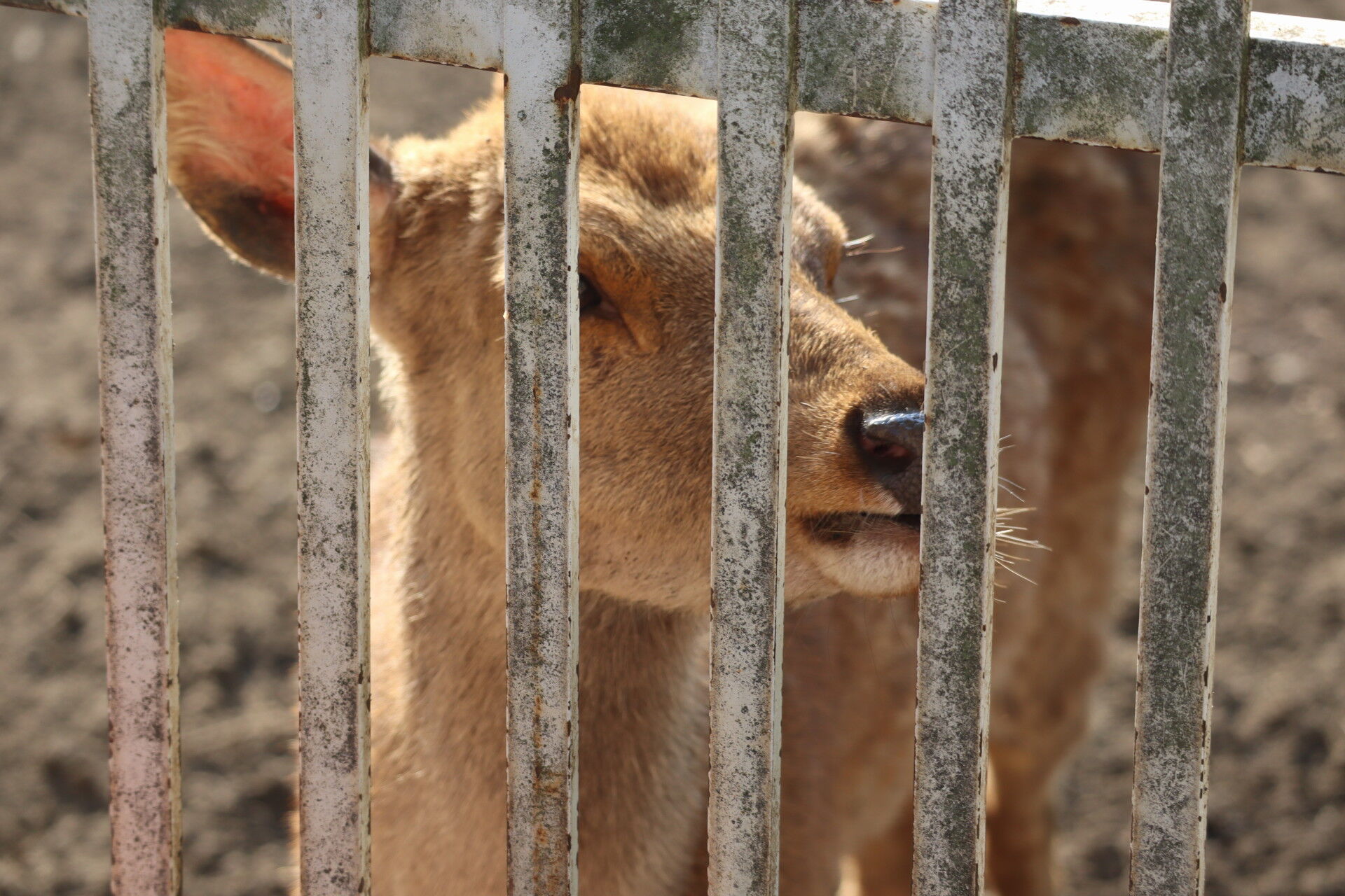 ドリーム交通廃線跡探訪記4 影取 ドリームランド 休日自衛隊ライブドア基地 Jhsdf Livedoor Base