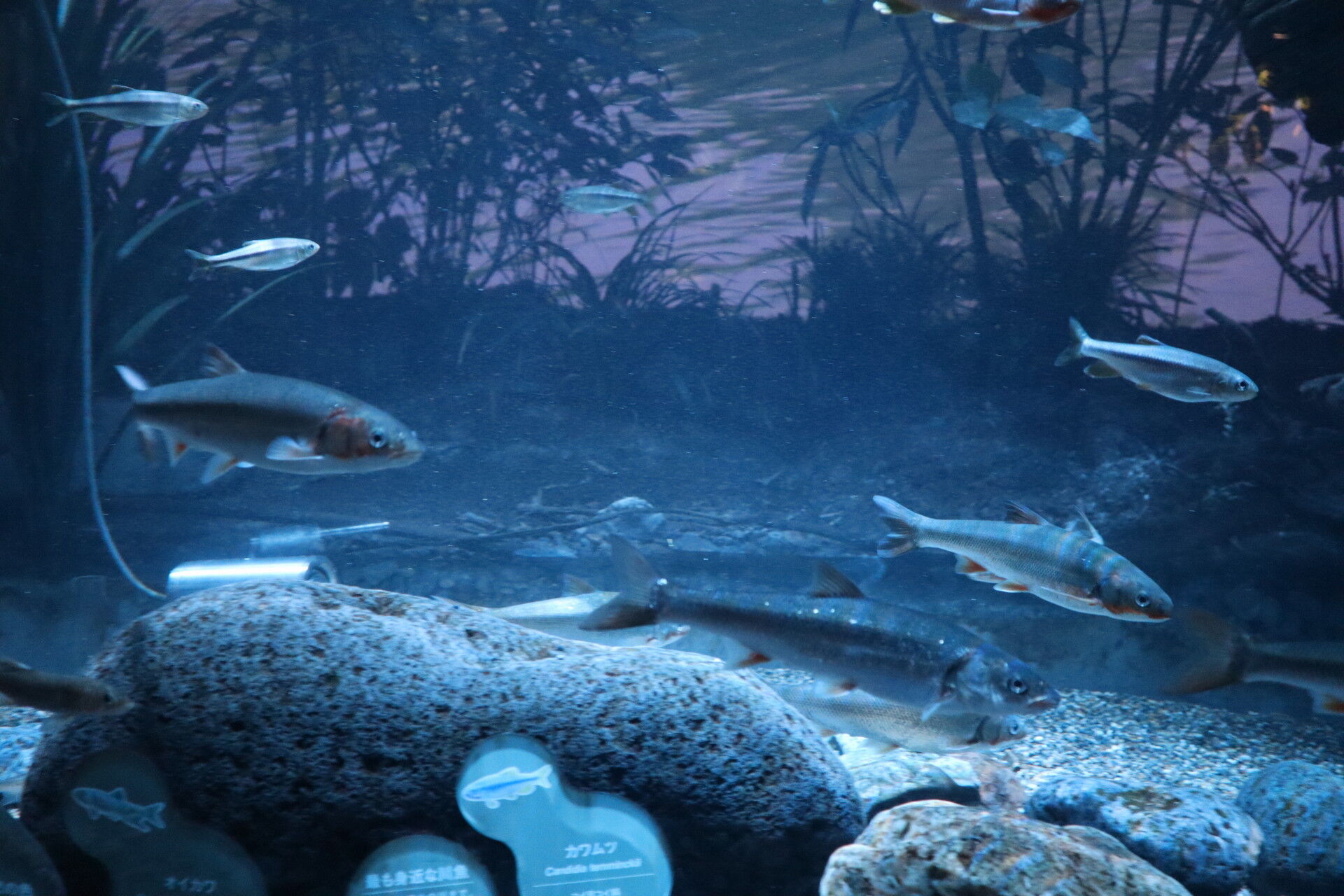 川崎水族館 カワスイ レポート1 ガラガラすぎて勿体無い水族館レポート 休日自衛隊ライブドア基地 Jhsdf Livedoor Base