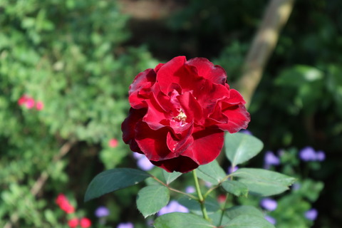IMG_65470073