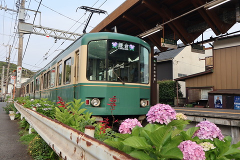 撮り鉄ダイジェスト　江ノ電と紫陽花2026