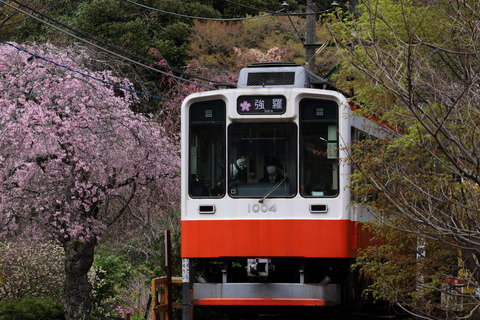 2024桜の箱根登山電車