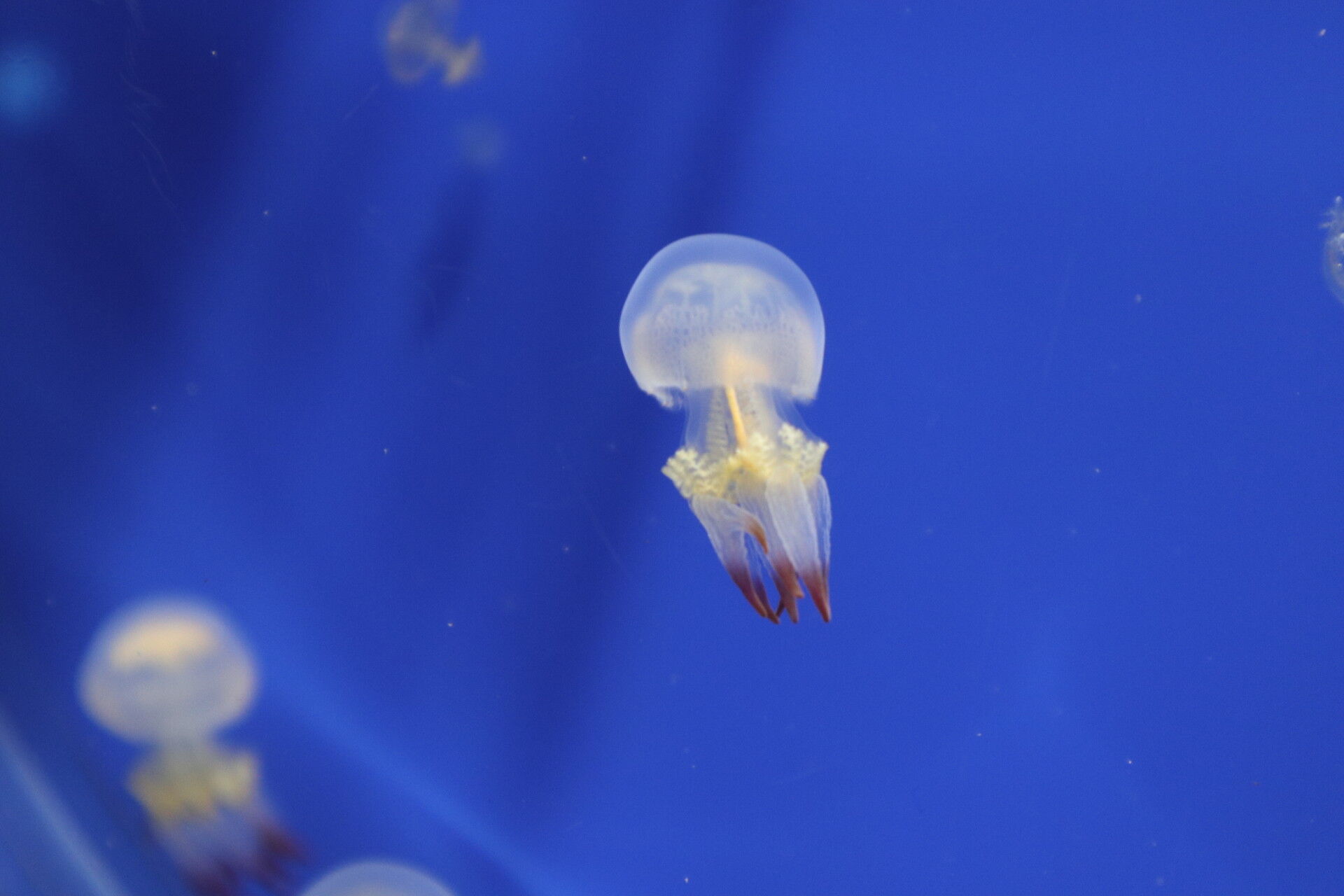 新江ノ島水族館 夕方のno密な水槽を楽しむ 休日自衛隊ライブドア基地 Jhsdf Livedoor Base