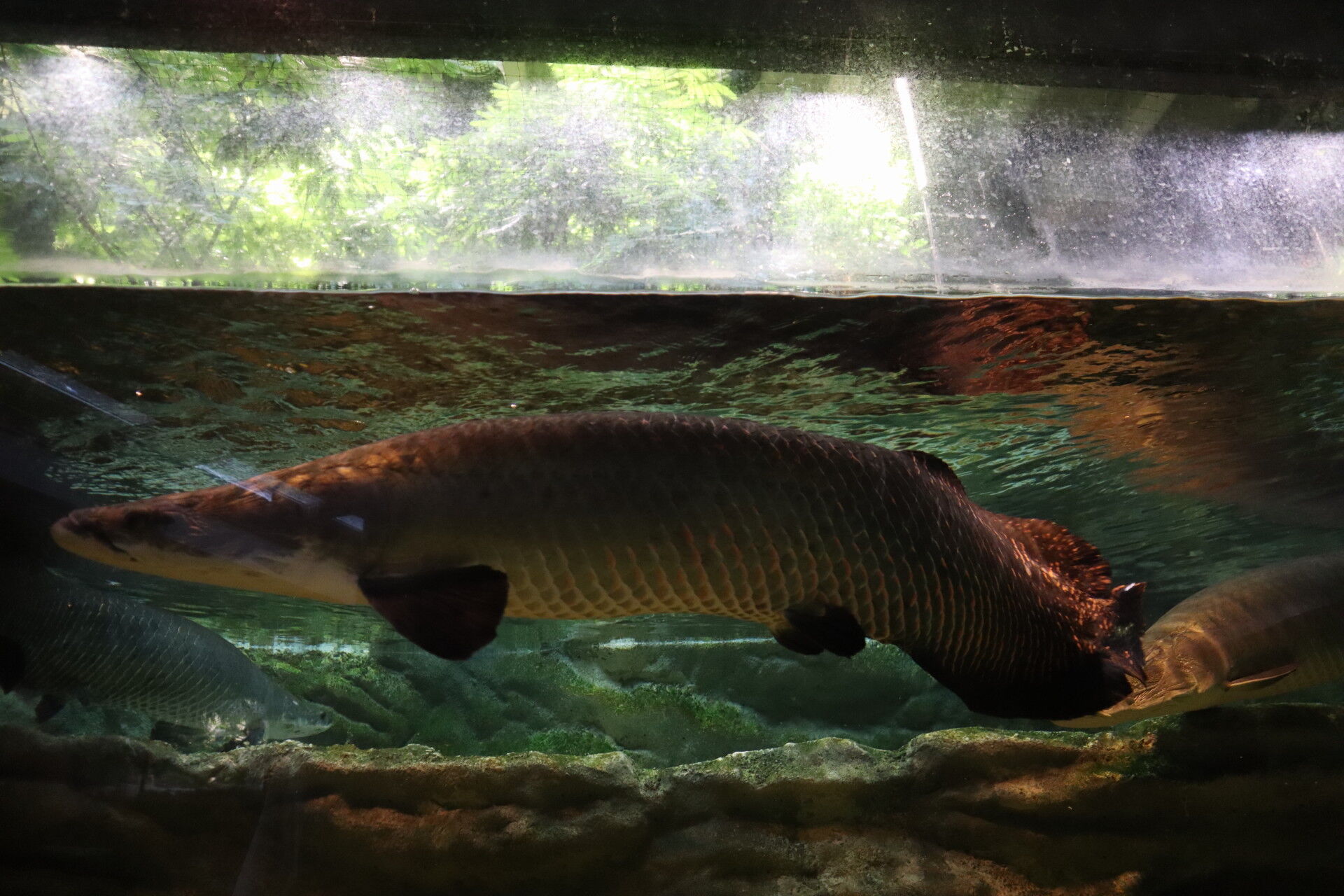 川崎水族館カワスイ3 ピラルク見てよし 食べてよし 休日自衛隊ライブドア基地 Jhsdf Livedoor Base