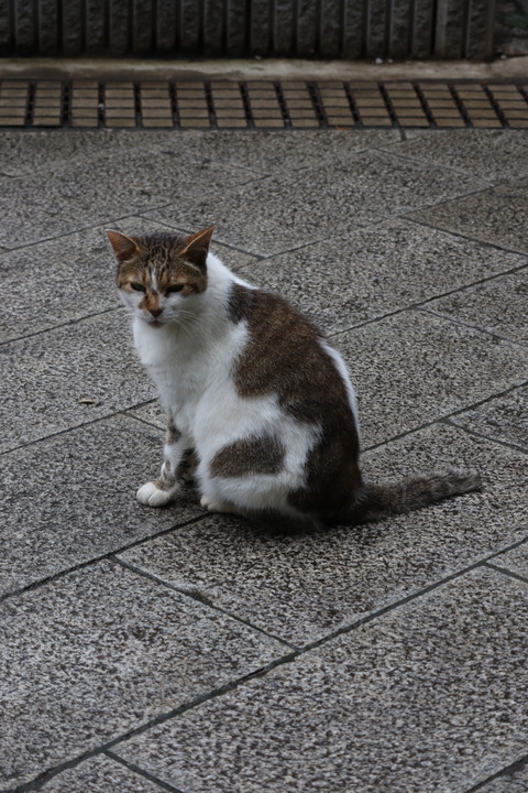 IMG_48870031