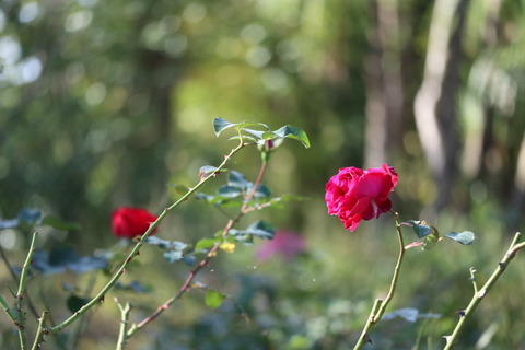 IMG_90060009