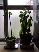 �ϥ���ᡦ�ѥѥ���