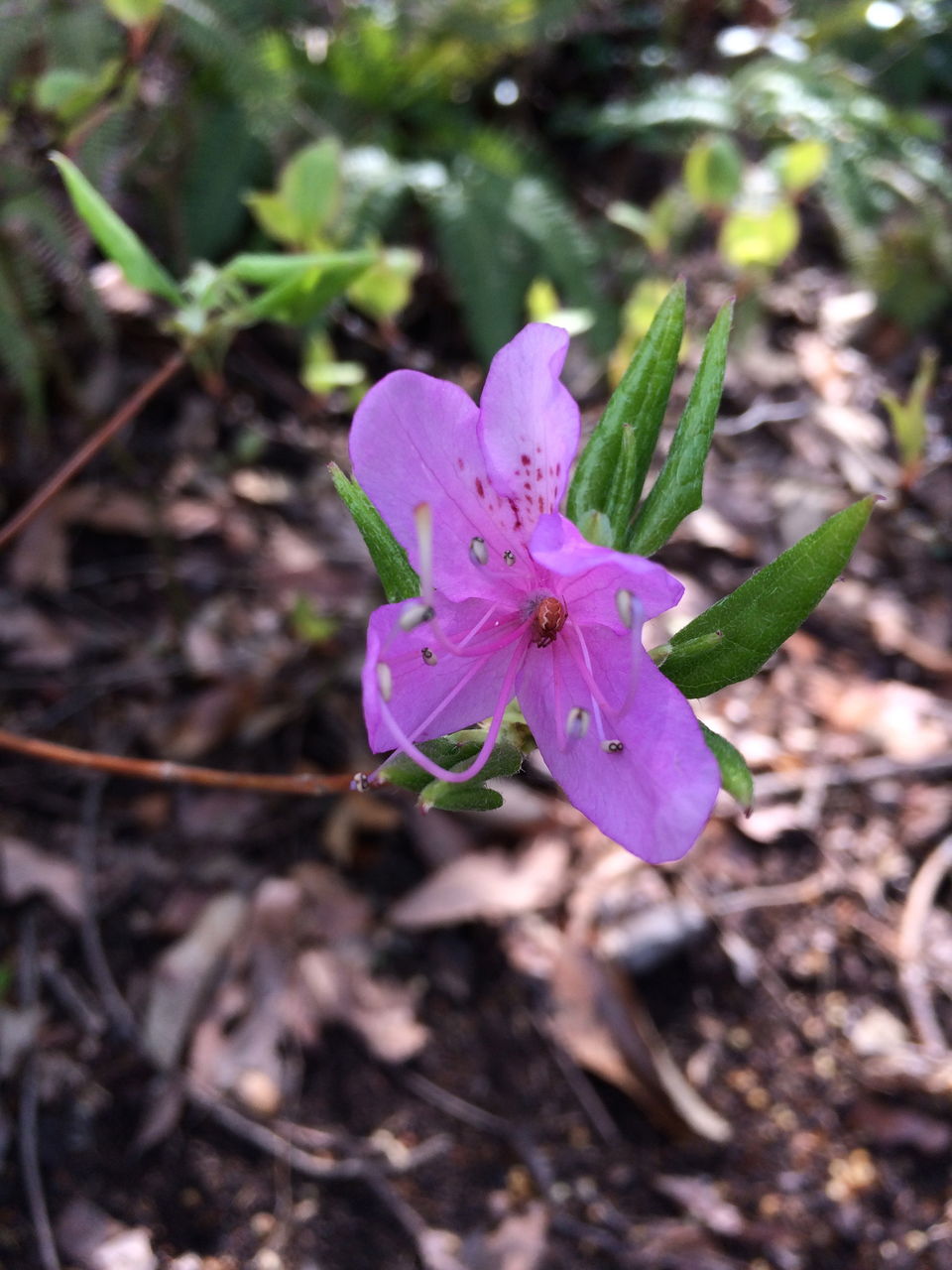 豊島美術館に咲くピンク色の花の名前 自力で世界を旅するのだ