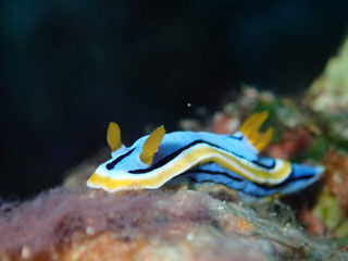 エリザベスウミウシ