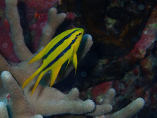 ヒレナガスズメダイ幼魚
