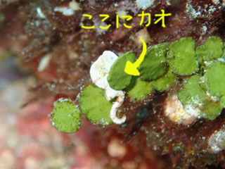 ここにかお