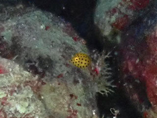 ミナミハコフグ幼魚