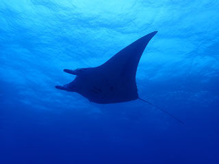 manta