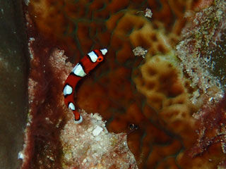 ツユベラ幼魚