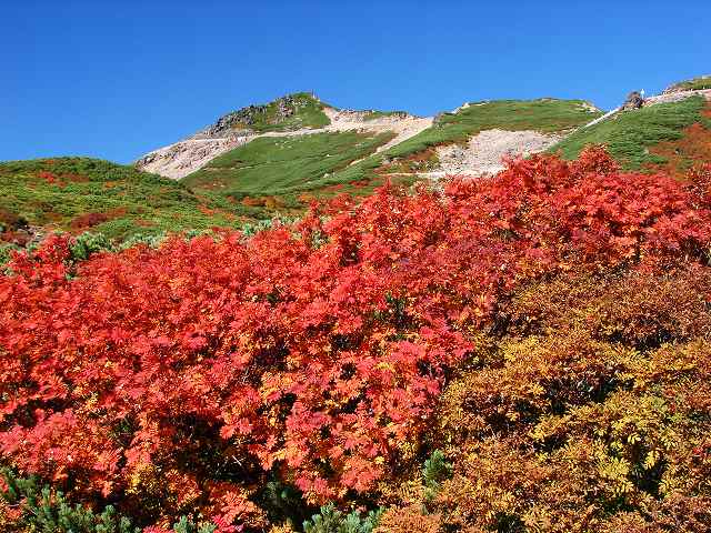 紅葉 10月初旬 乗鞍エコーライン 長野 Japan007 全国撮影スポット 撮影ポイントガイド 紅葉 10月初旬 乗鞍エコーライン 長野 Japan007 全国撮影スポット 撮影ポイントガイド