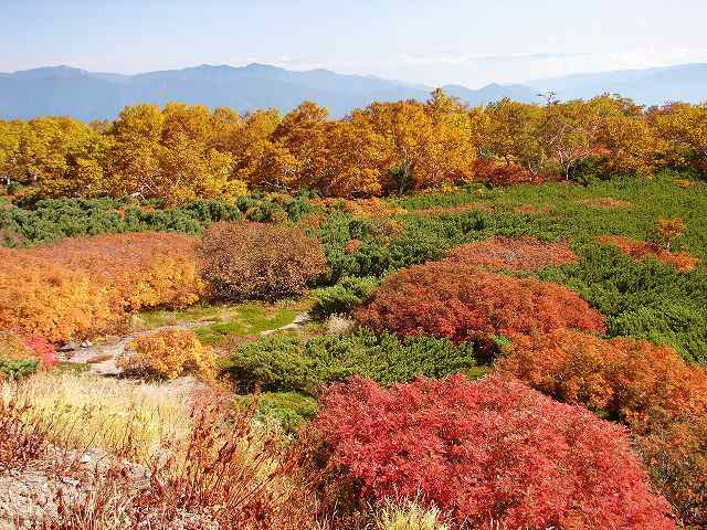 紅葉 10月初旬 乗鞍エコーライン 長野 Japan007 全国撮影スポット 撮影ポイントガイド 紅葉 10月初旬 乗鞍エコーライン 長野 Japan007 全国撮影スポット 撮影ポイントガイド