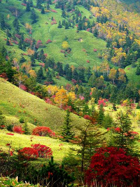 紅葉 10月初旬 草津白根山 芳ヶ平 群馬 長野県境 Japan007 全国撮影スポット 撮影ポイントガイド