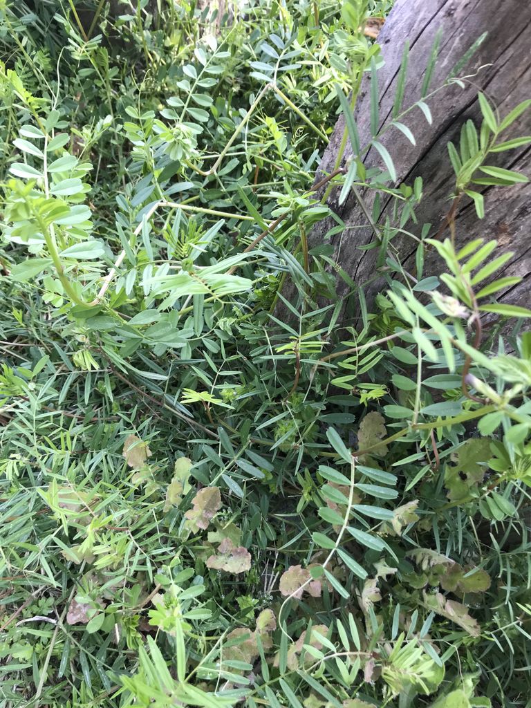 次大夫の春 カラスノエンドウで草木染め 民家園ボランティア 綿の会