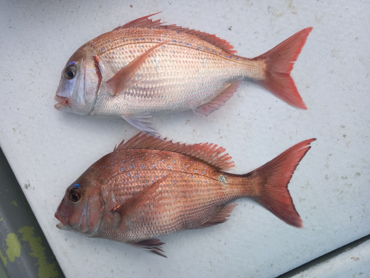 ジガーズのblog マダイとチダイ 違いがわかりますか