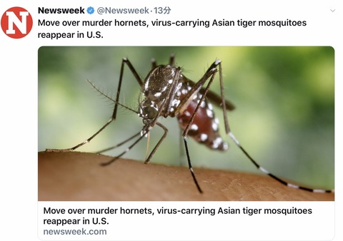 Virus-carrying GM Mosquitoes?