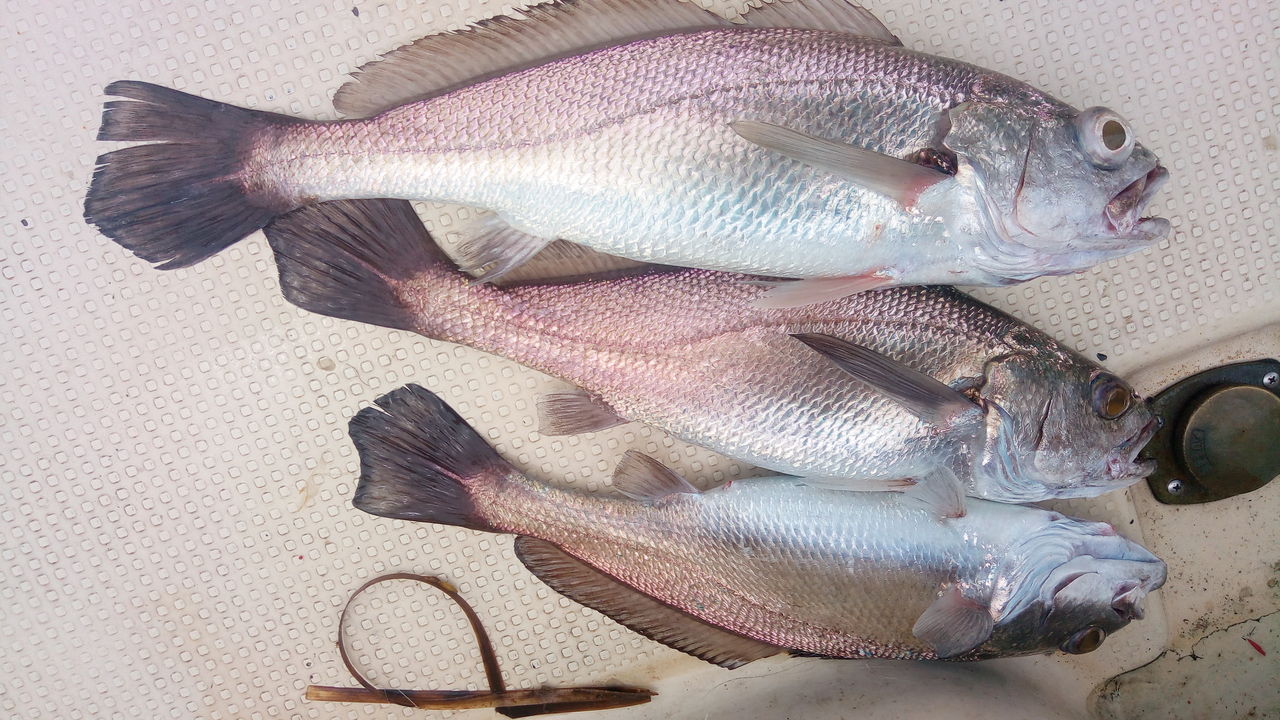 黒グチ 弘福丸の釣果情報