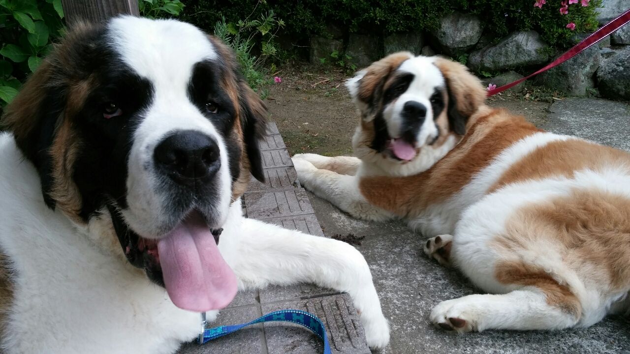 Resultado de imagen para Ñобака saint bernard обÑÑÑие