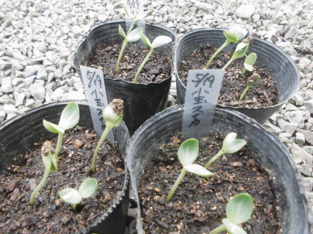 小玉スイカの種まき じいじの野菜畑 小玉スイカの種まき じいじの野菜畑
