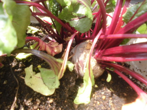 プランターで育てたビーツを収穫 じいじの野菜畑