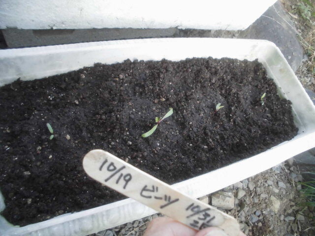 今年のビーツは失敗だ じいじの野菜畑