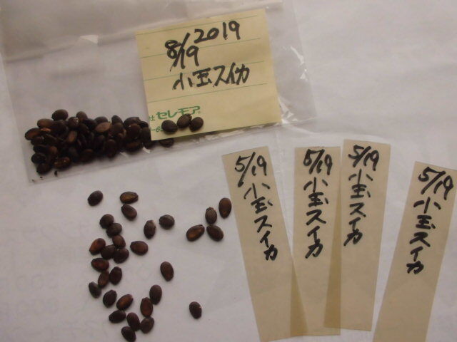 小玉スイカの種まき じいじの野菜畑 小玉スイカの種まき じいじの野菜畑