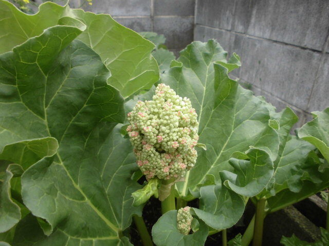 グロテスクなルバーブの花 じいじの野菜畑 グロテスクなルバーブの花 じいじの野菜畑