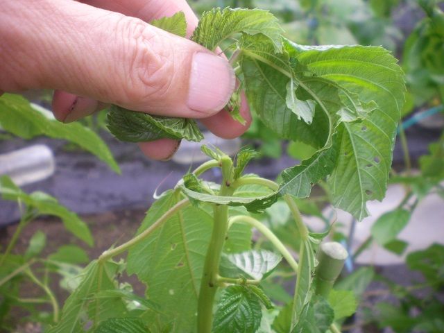 モロヘイヤの摘心 じいじの野菜づくり モロヘイヤの摘心 じいじの野菜づくり