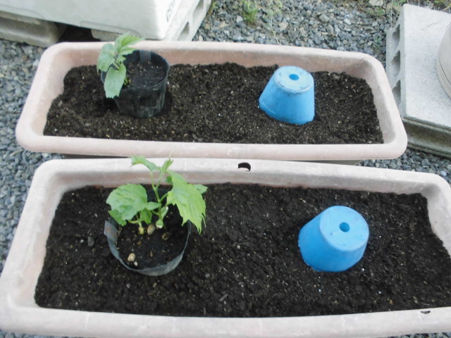 ゴーヤの苗をプランターに植え付け じいじの野菜づくり ゴーヤの苗をプランターに植え付け じいじの野菜づくり