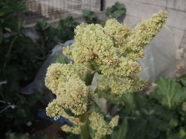 グロテスクなルバーブの花 じいじの野菜づくり