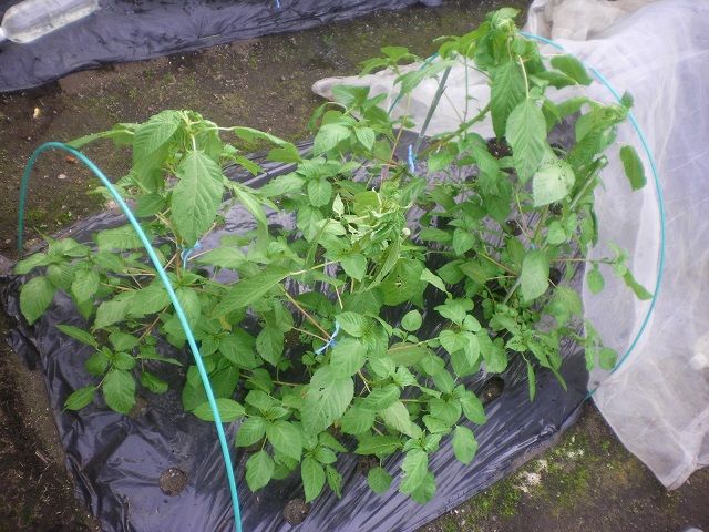 モロヘイヤの摘心 じいじの野菜づくり モロヘイヤの摘心 じいじの野菜づくり
