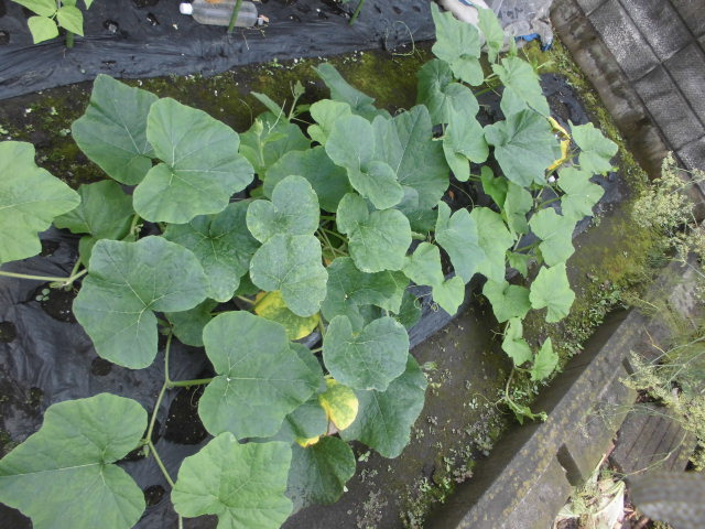 カボチャの受粉に失敗 じいじの野菜づくり カボチャの受粉に失敗 じいじの野菜づくり