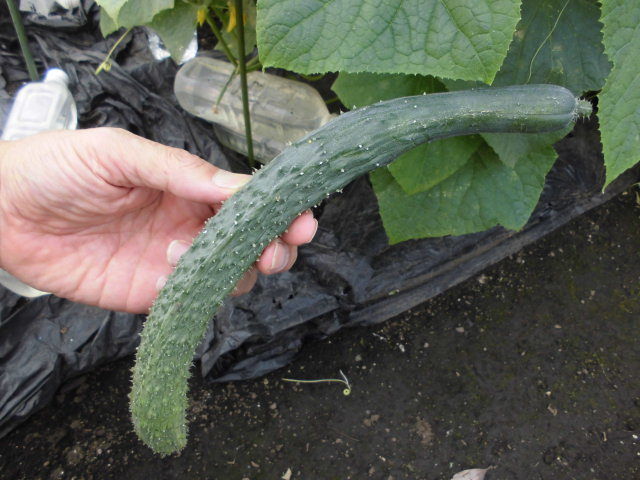 トゲのあるキュウリ じいじの野菜づくり トゲのあるキュウリ じいじの野菜づくり