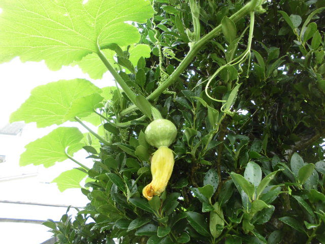 生ごみから芽を出したカボチャが大変なことに じいじの野菜づくり