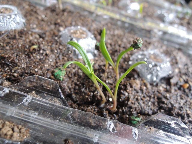 発芽が不揃いなホウレンソウ じいじの野菜づくり