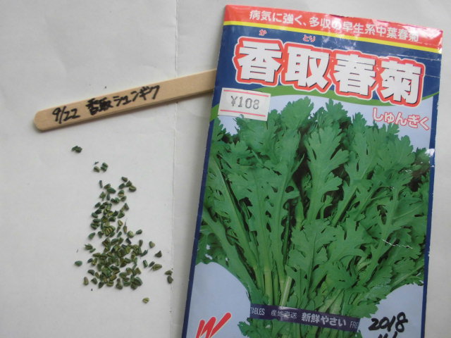 シュンギクの種まき じいじの野菜づくり シュンギクの種まき じいじの野菜づくり