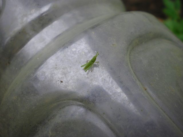 今年もバッタが大発生か じいじの野菜づくり 今年もバッタが大発生か じいじの野菜づくり