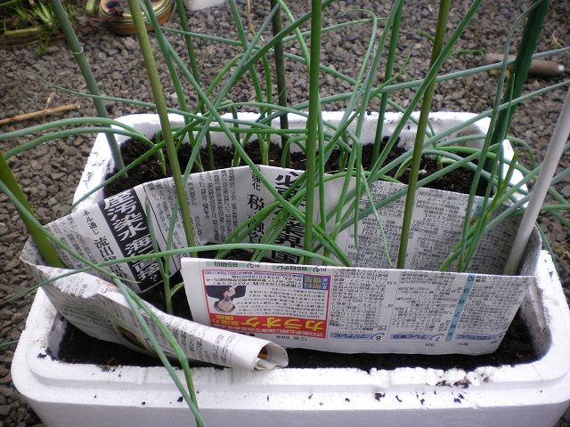 根深ネギを発泡スチロール箱で栽培 じいじの野菜づくり 根深ネギを発泡スチロール箱で栽培 じいじの野菜づくり